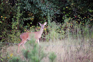 09222013deer01-small