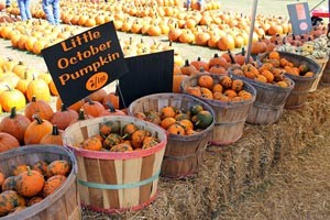 Little October Pumpkins